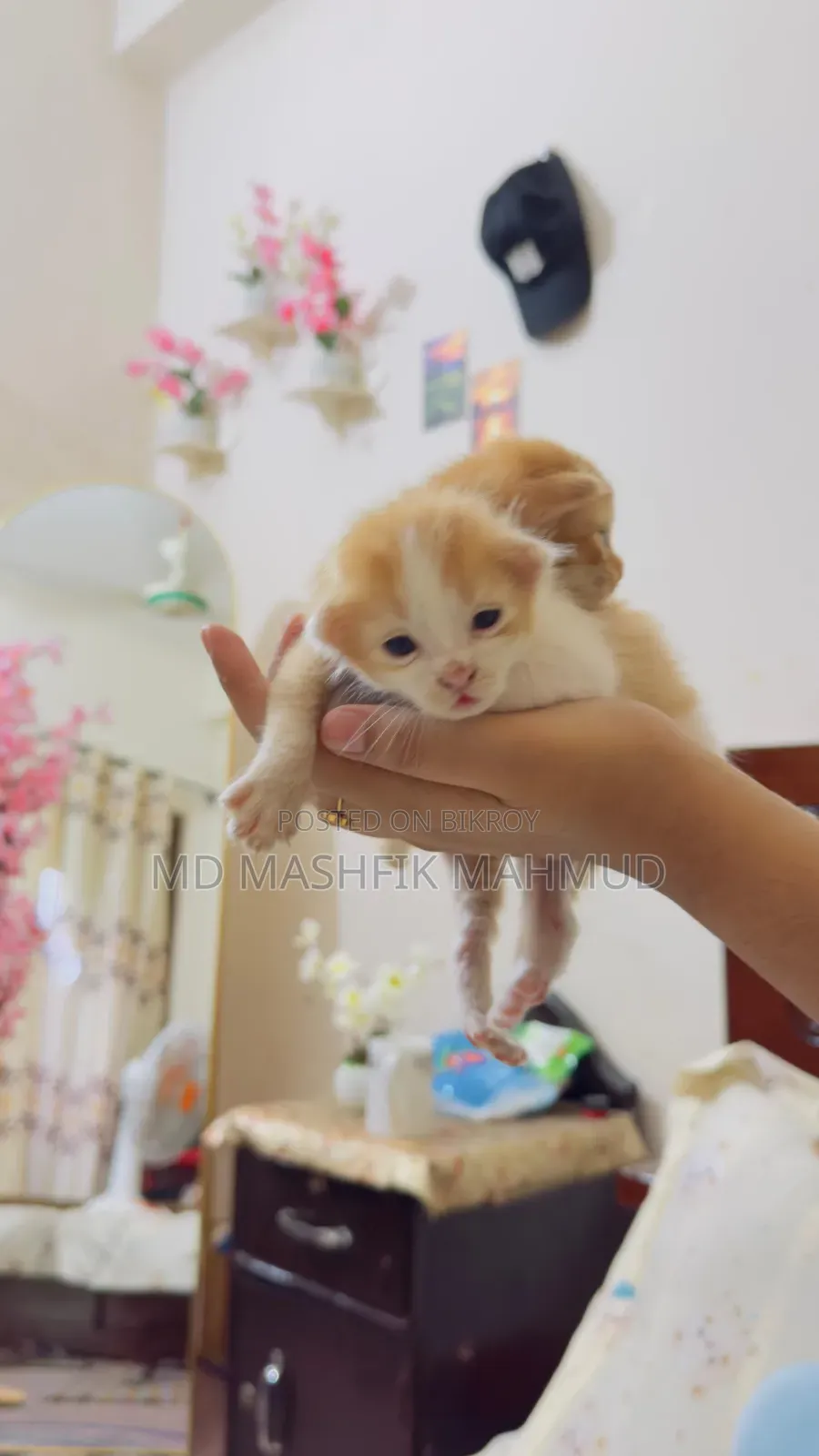 0-1 month Female Mixed Breed Persian