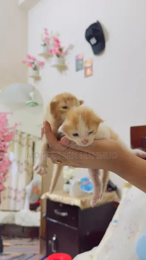 0-1 month Female Mixed Breed Persian