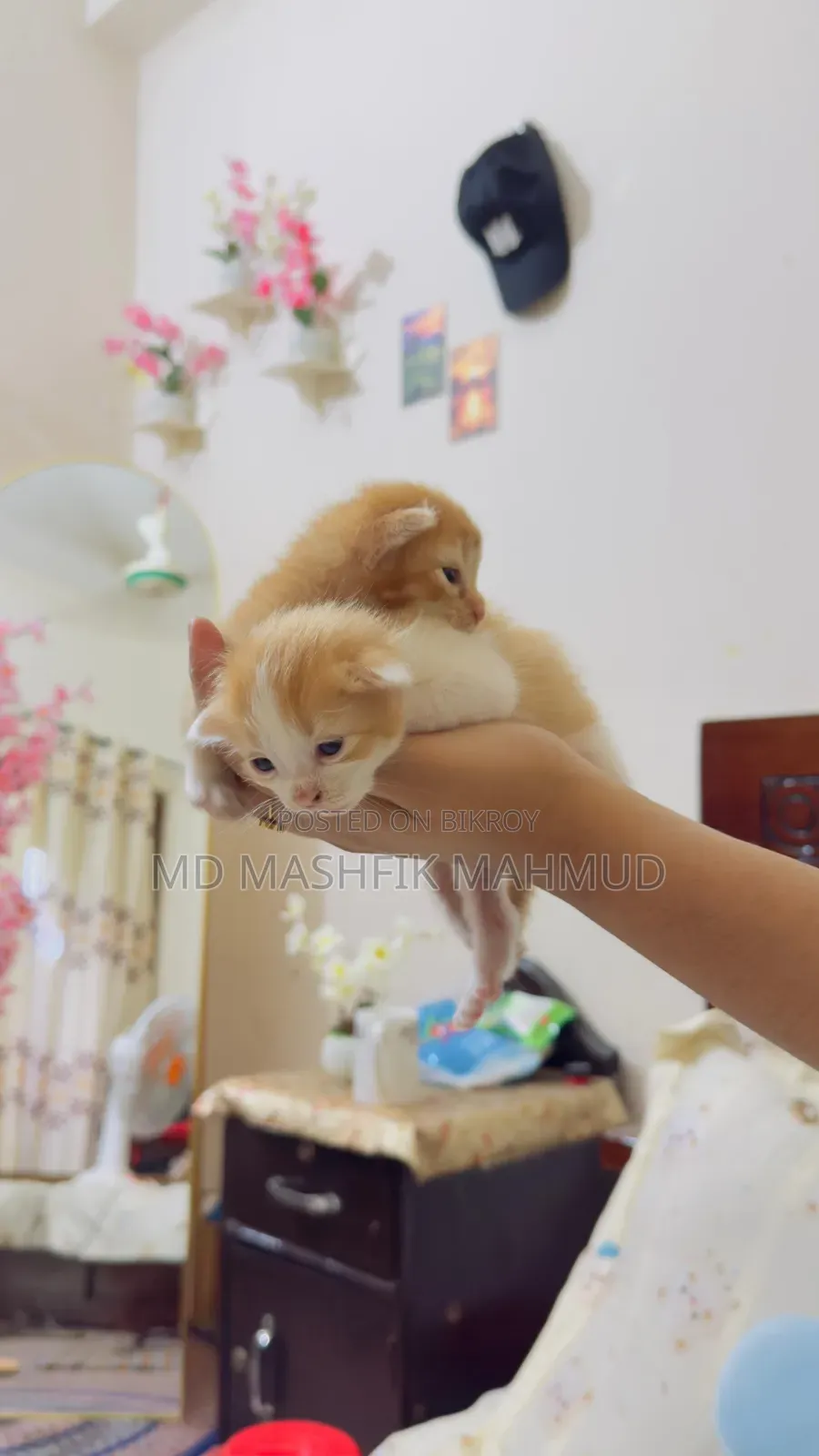 0-1 month Female Mixed Breed Persian