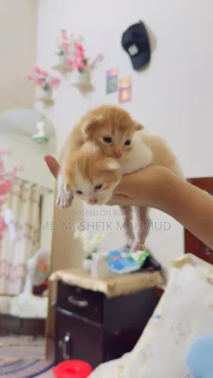 0-1 month Female Mixed Breed Persian