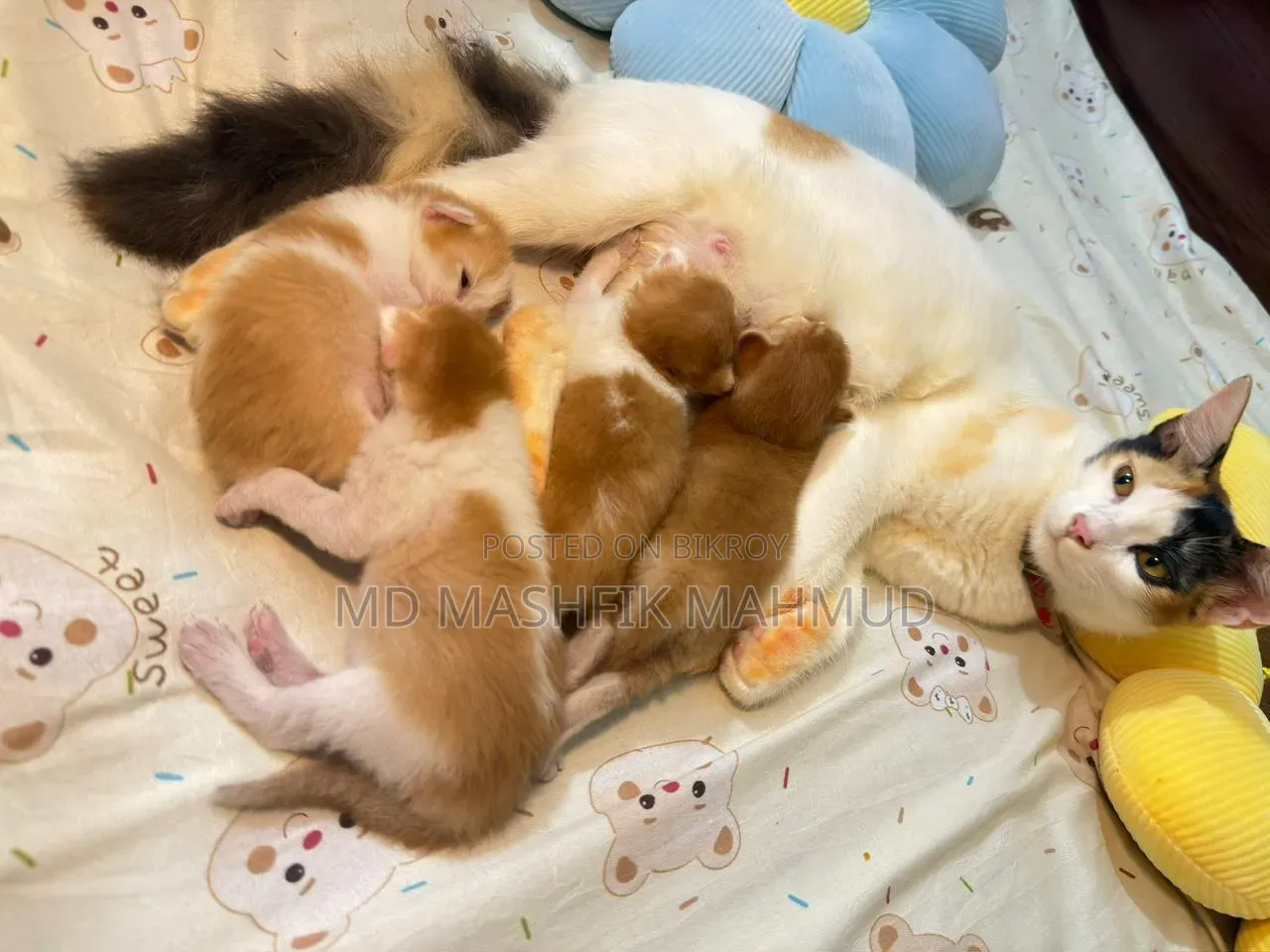 0-1 month Female Mixed Breed Persian