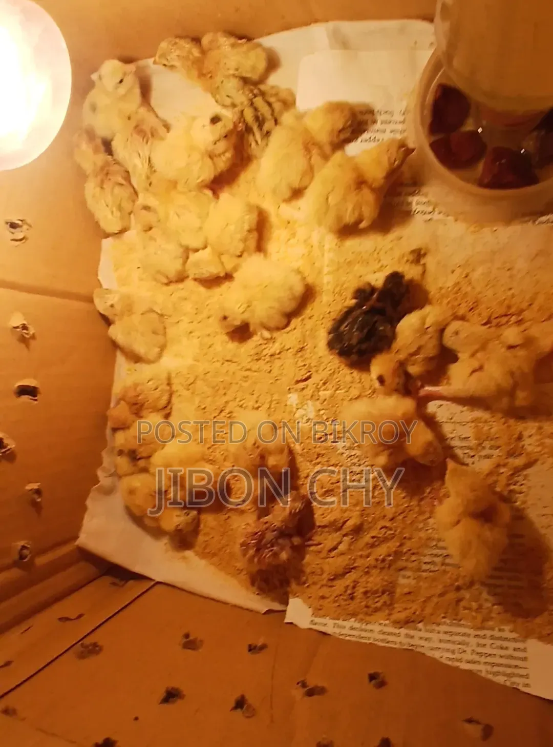 হোয়াইট জায়ান্ট কটনিক্স