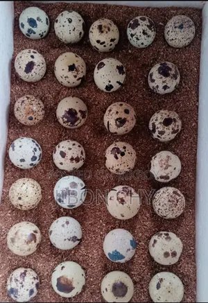 হোয়াইট জায়ান্ট কটনিক্স