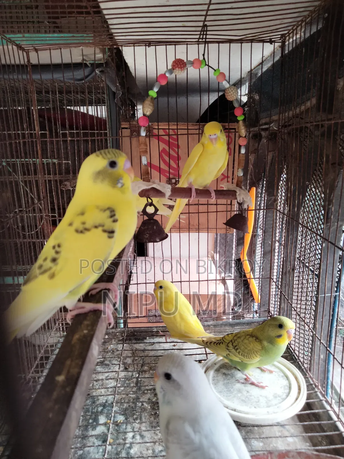 Budgerigar bird