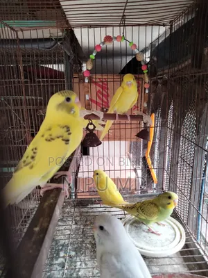 Budgerigar bird