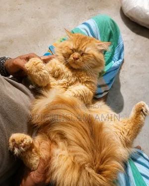 3-6 months Female Purebred Persian