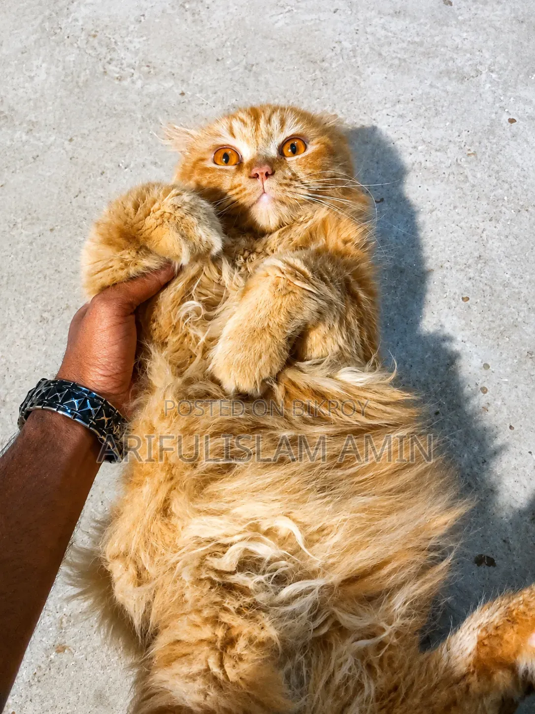 3-6 months Female Purebred Persian