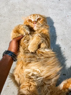 3-6 months Female Purebred Persian