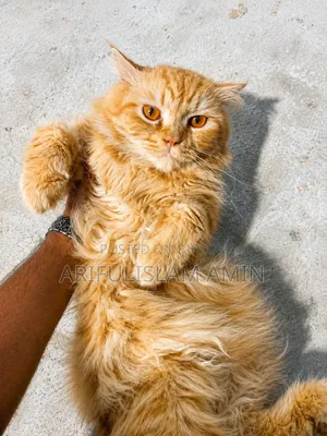 3-6 months Female Purebred Persian