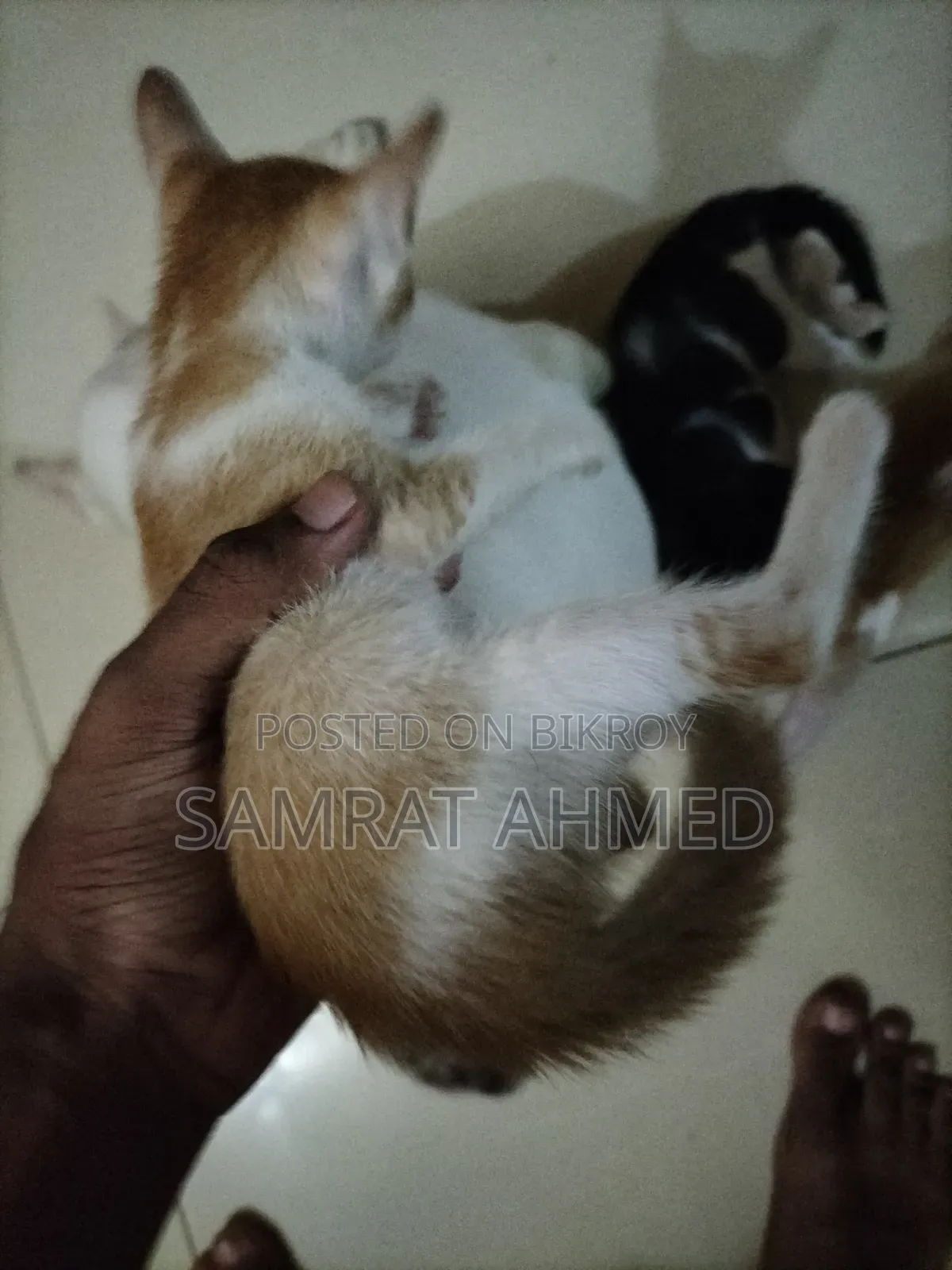 0-1 month Male Mixed Breed Bengal