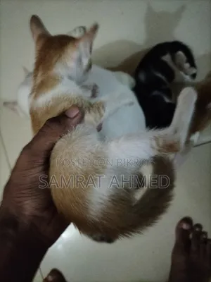 0-1 month Male Mixed Breed Bengal
