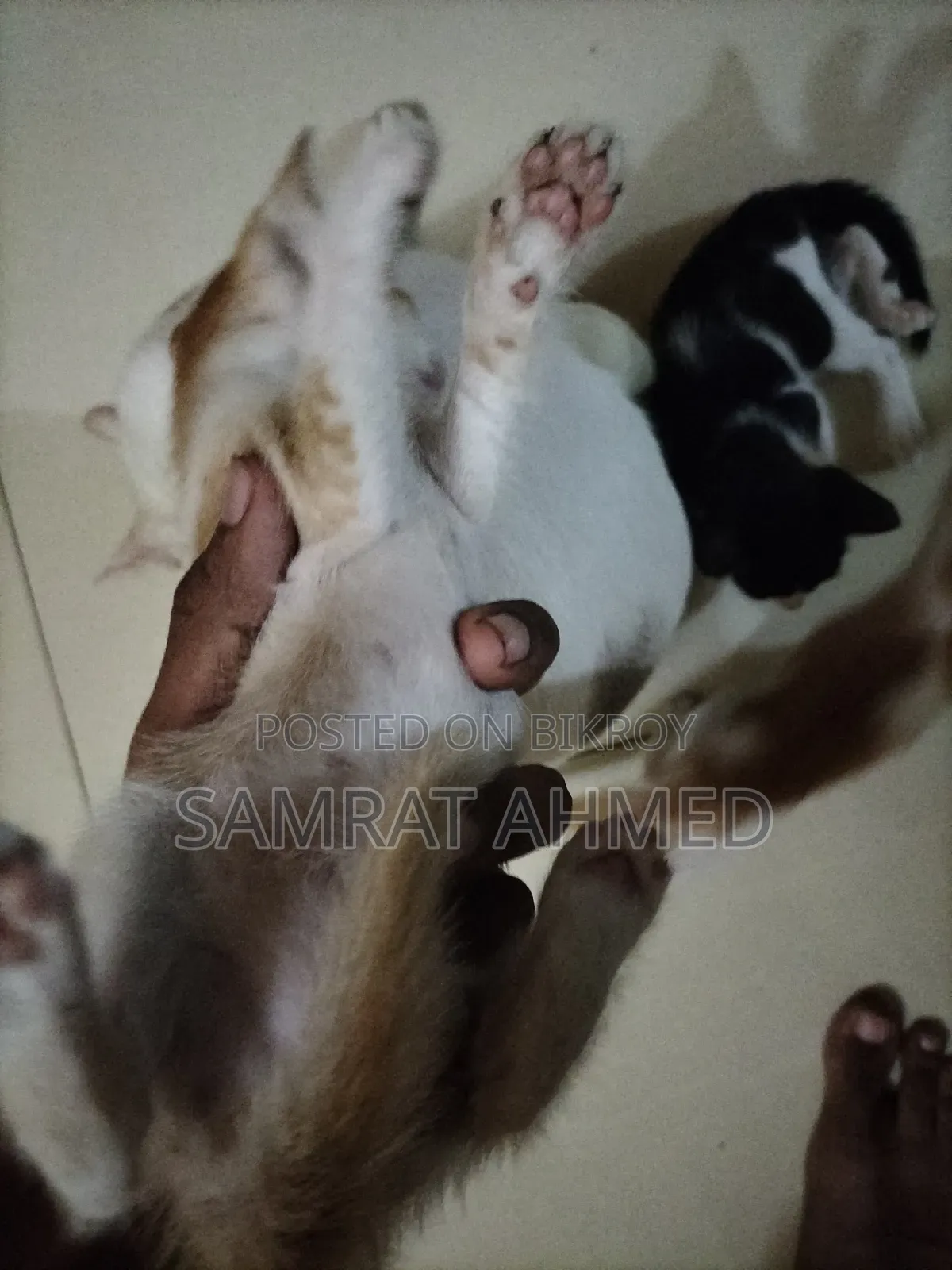 0-1 month Male Mixed Breed Bengal