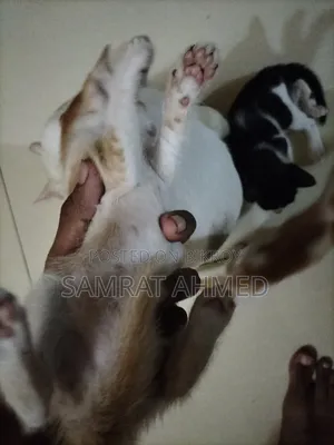 0-1 month Male Mixed Breed Bengal