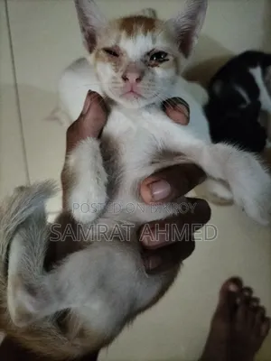 0-1 month Male Mixed Breed Bengal