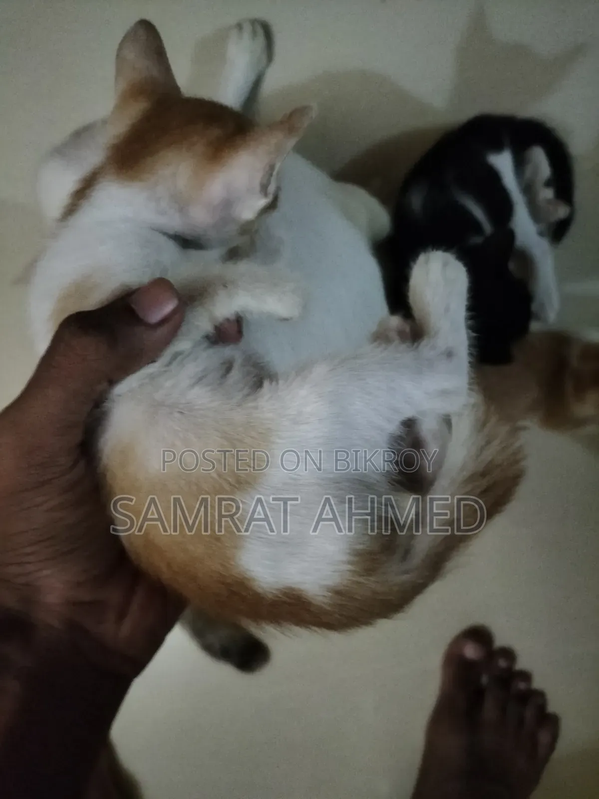 0-1 month Male Mixed Breed Bengal