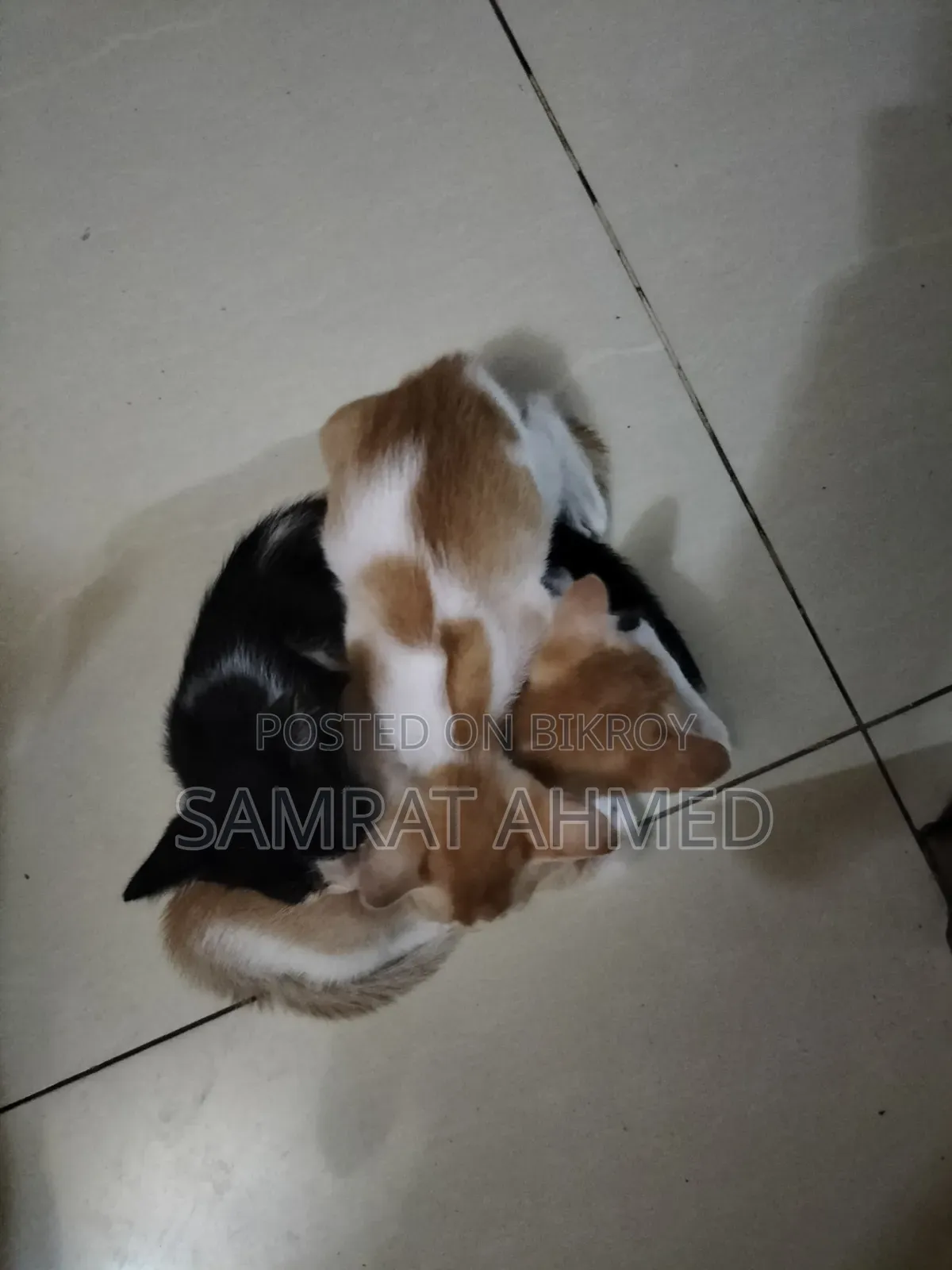 0-1 month Male Mixed Breed Bengal