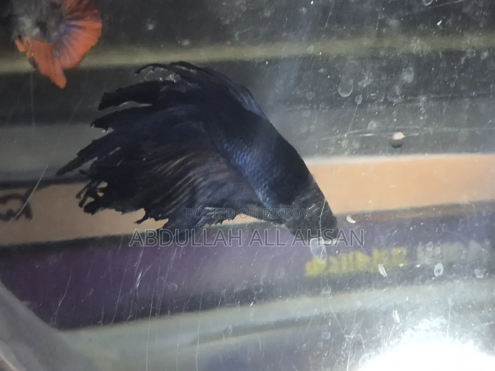 Betta Fish