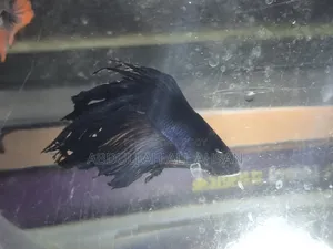 Betta Fish