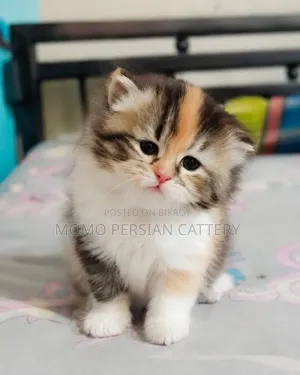 0-1 month Female Purebred Persian