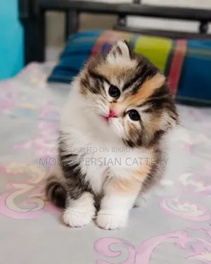 0-1 month Female Purebred Persian