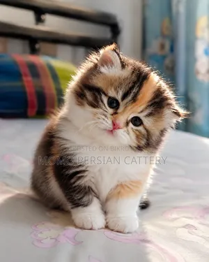 0-1 month Female Purebred Persian