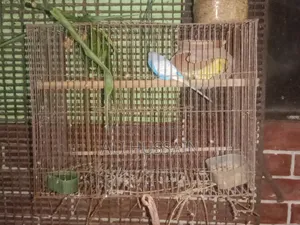 এক জোড়া বাজিগার পাখি ফুল সেটাপ সহ বিক্রি হবে