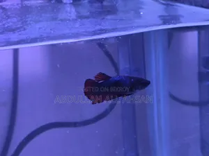 Betta Fish (Female)