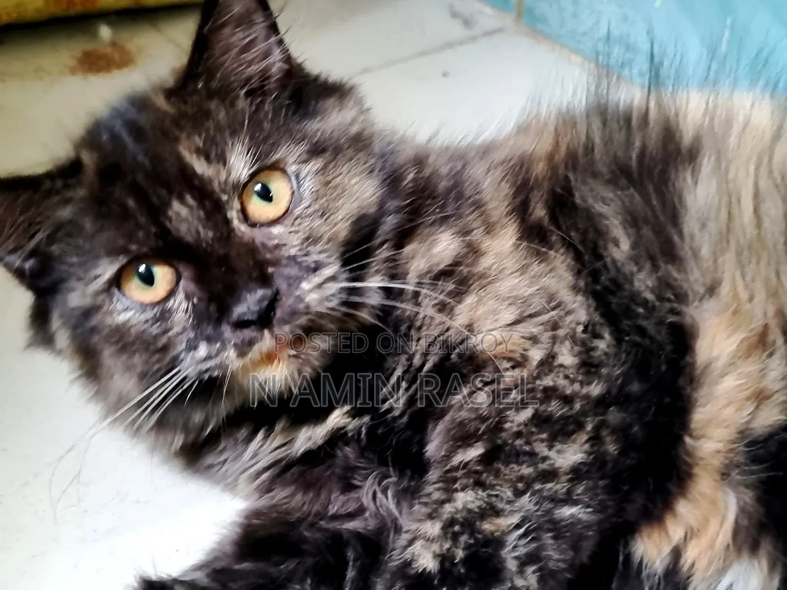 1-3 months Female Purebred Persian
