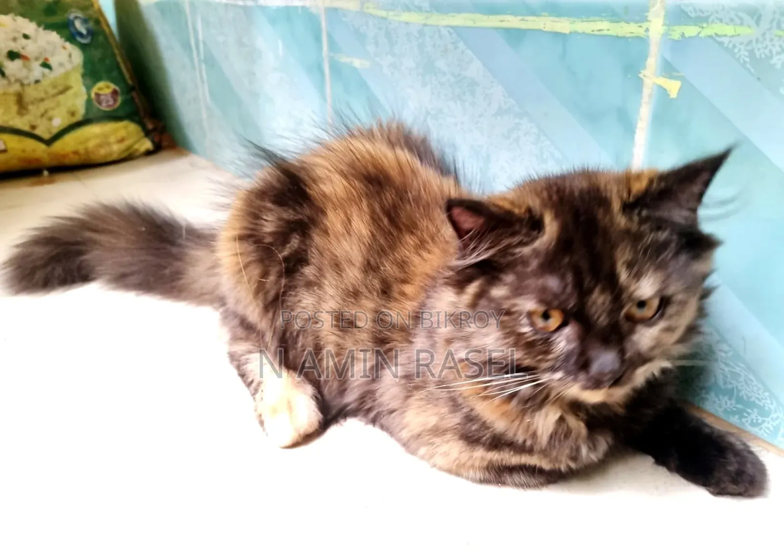 1-3 months Female Purebred Persian