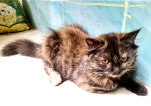 1-3 months Female Purebred Persian