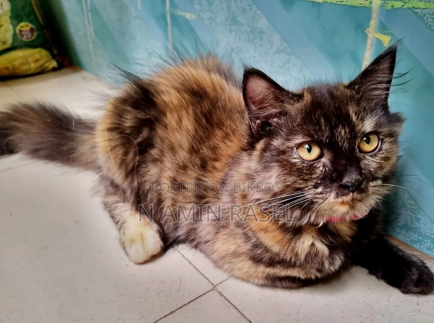 1-3 months Female Purebred Persian