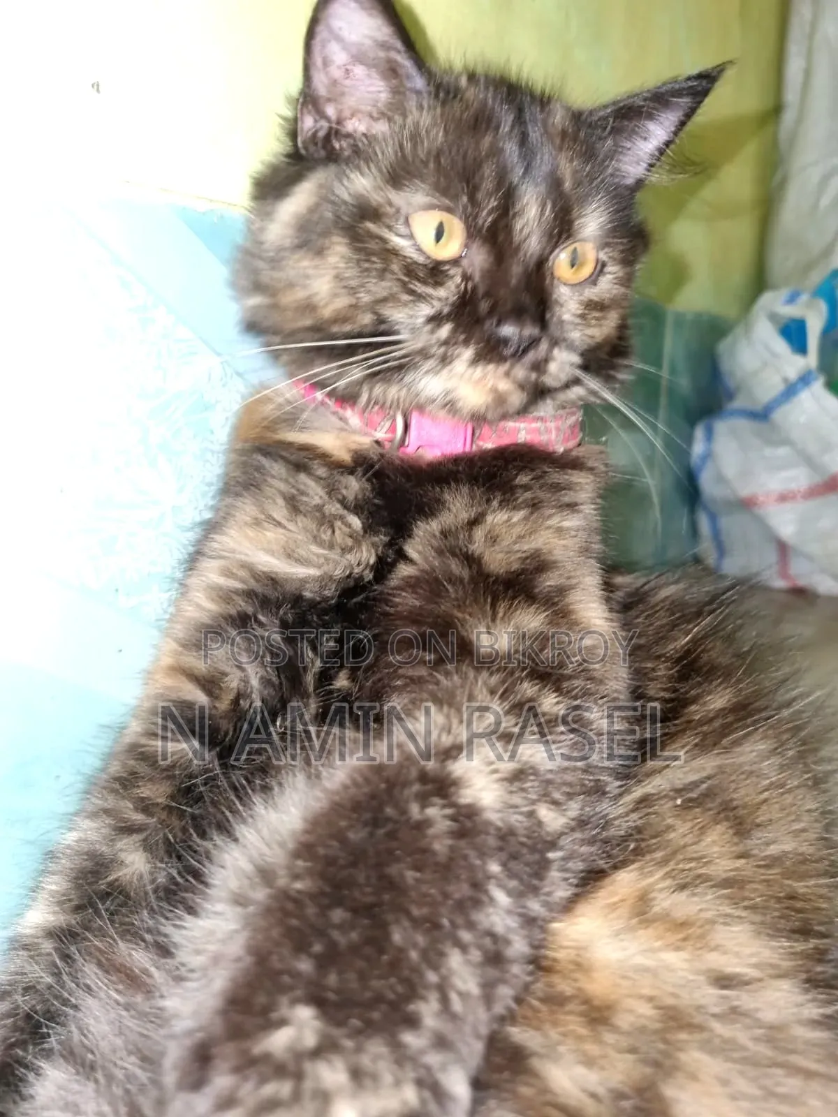 1-3 months Female Purebred Persian