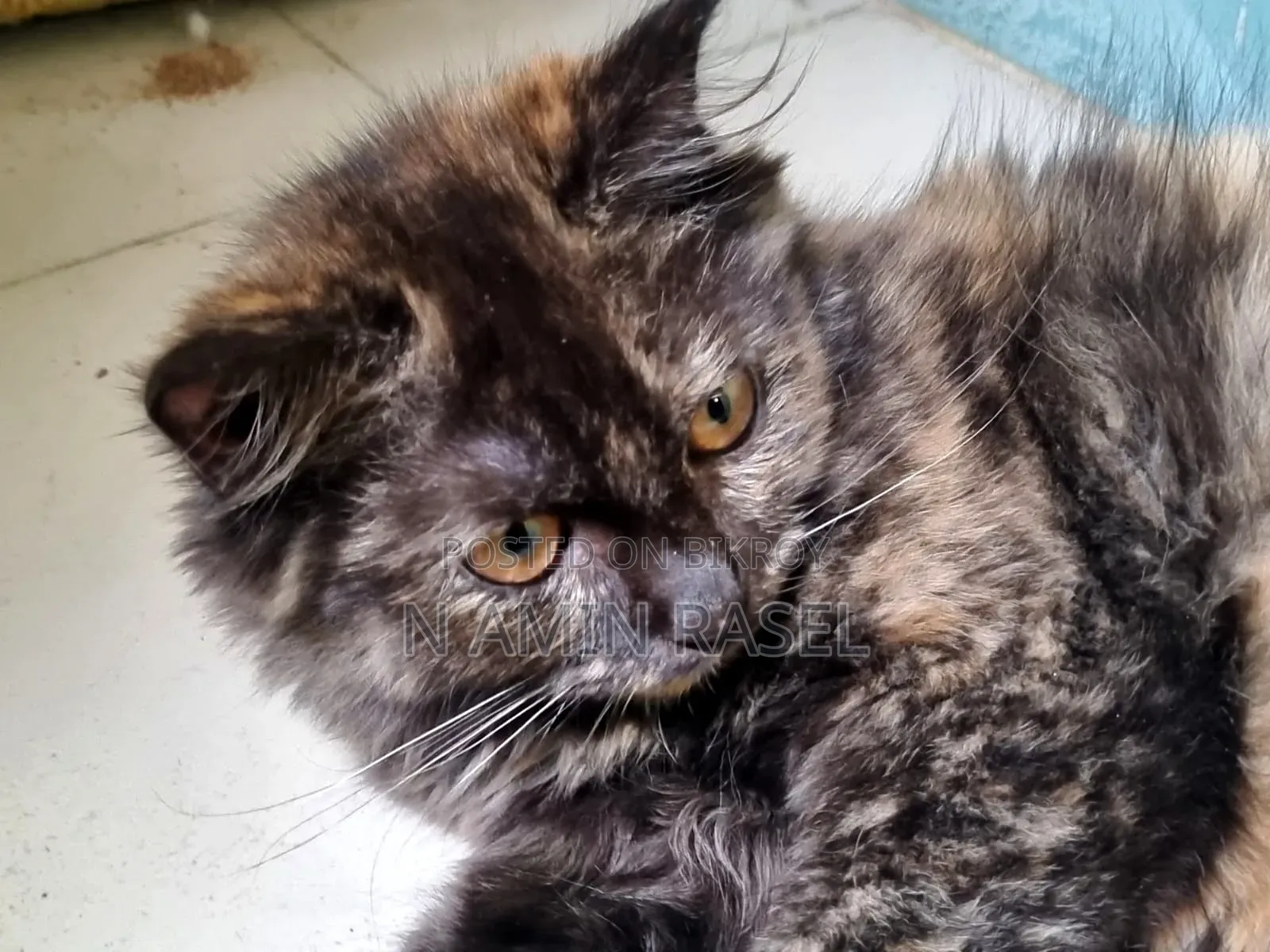 1-3 months Female Purebred Persian