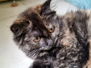 1-3 months Female Purebred Persian