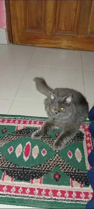 6-12 months Male Purebred Persian