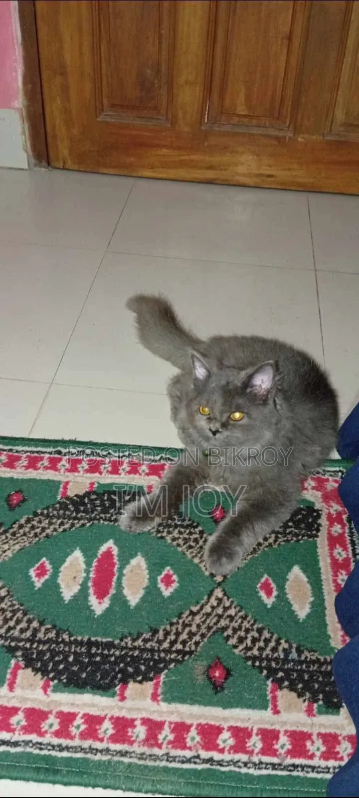 6-12 months Male Purebred Persian