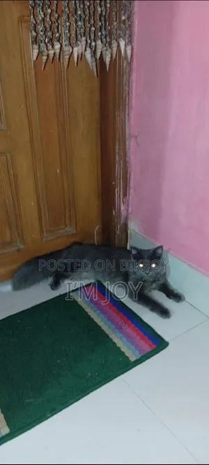 6-12 months Male Purebred Persian