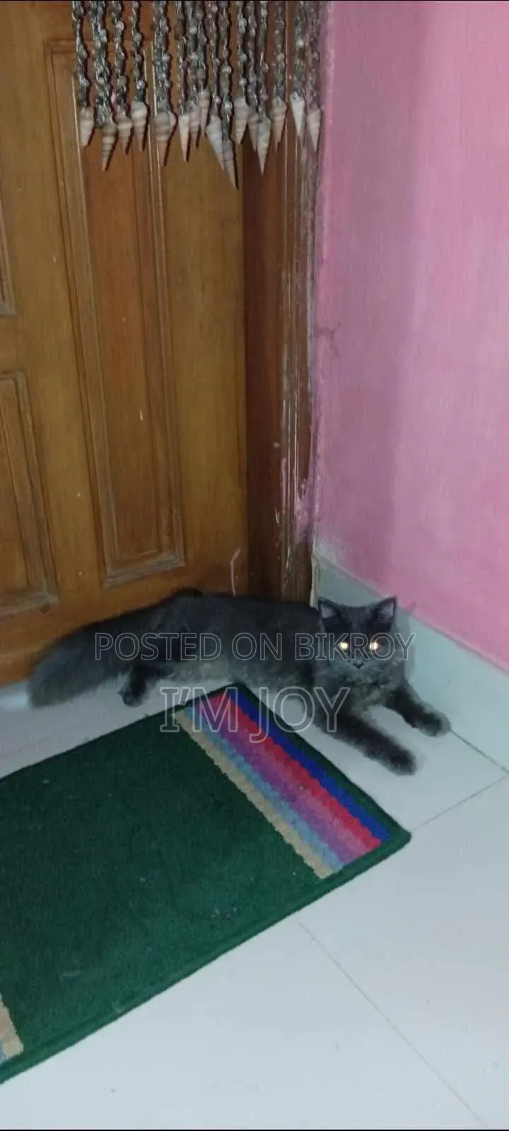 6-12 months Male Purebred Persian