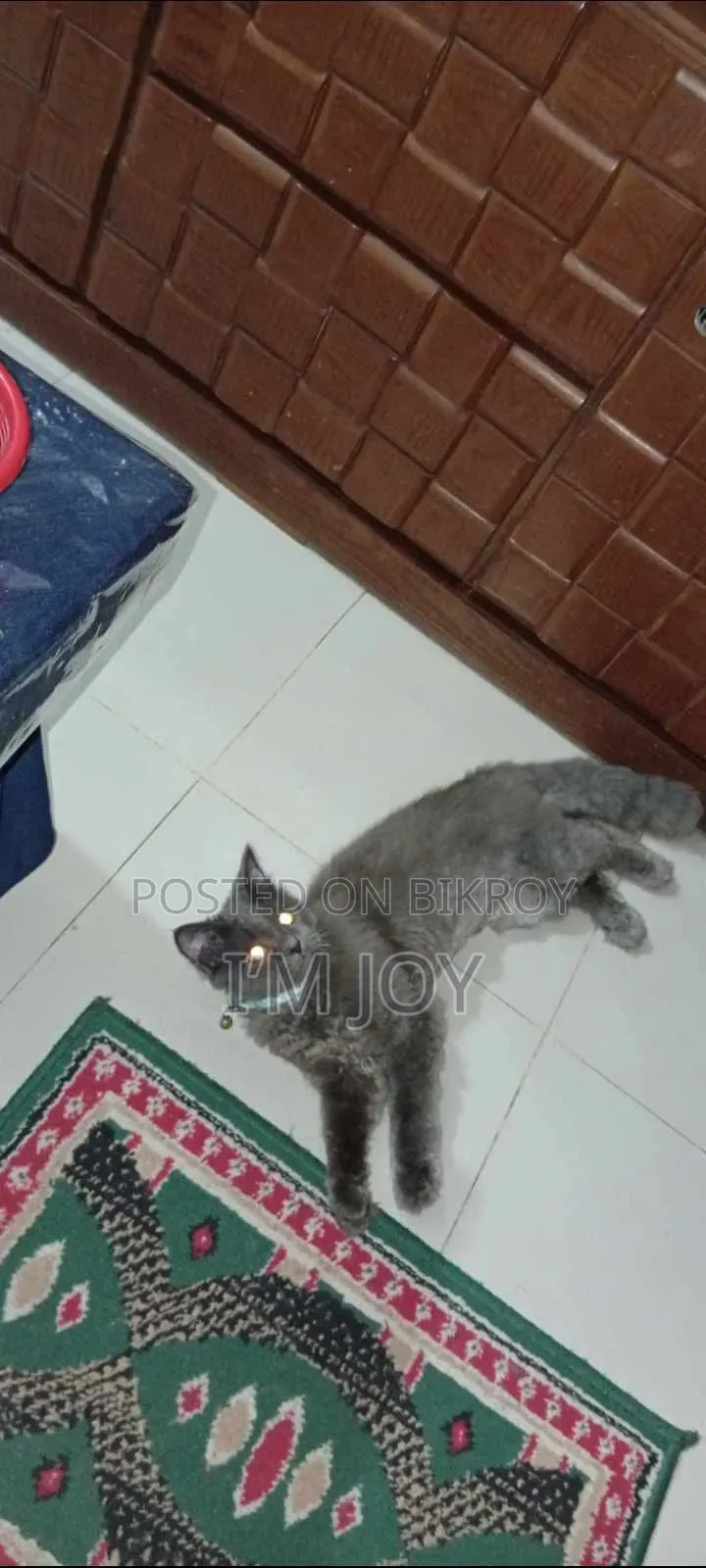 6-12 months Male Purebred Persian