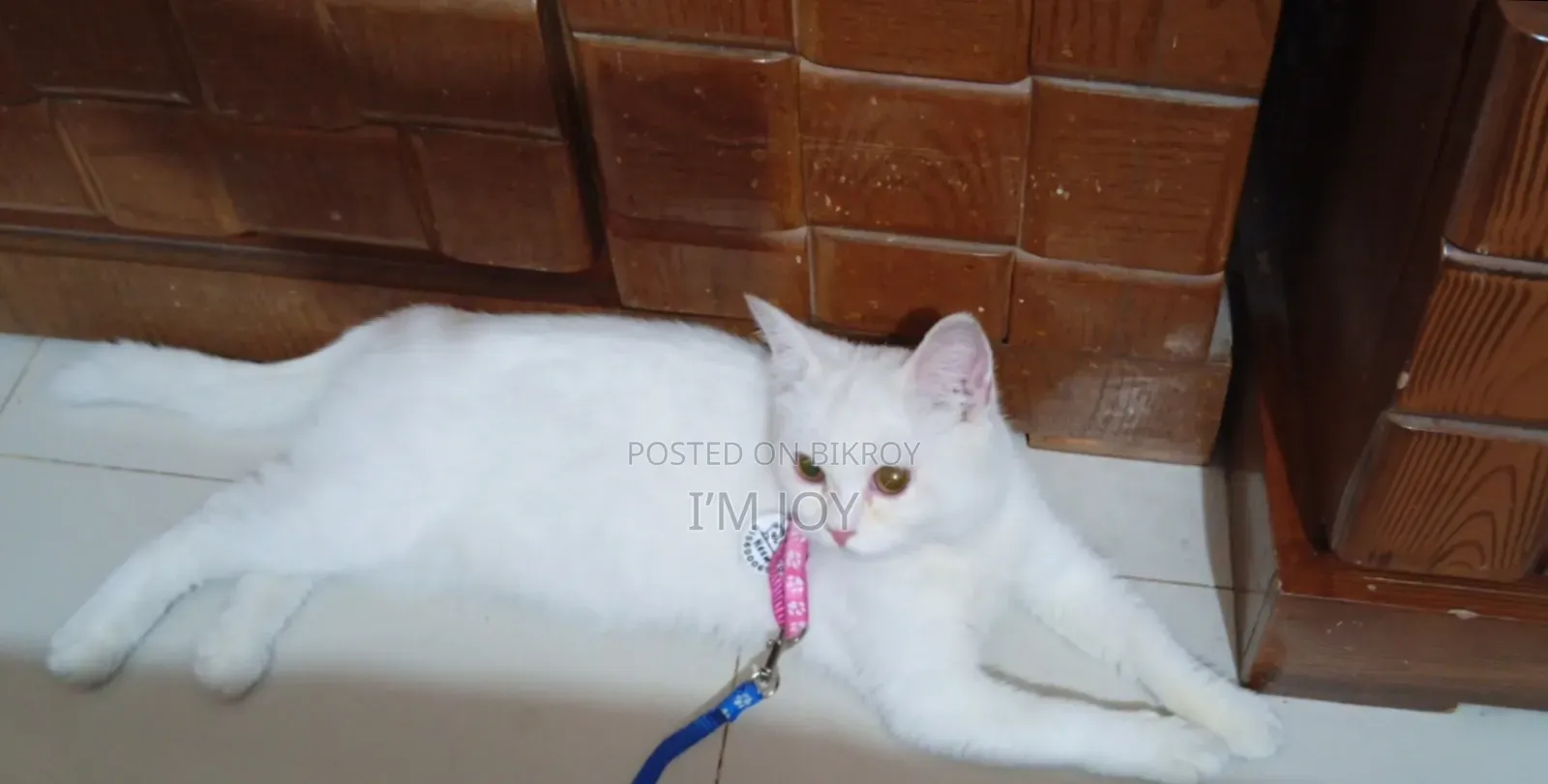 6-12 months Male Purebred Persian