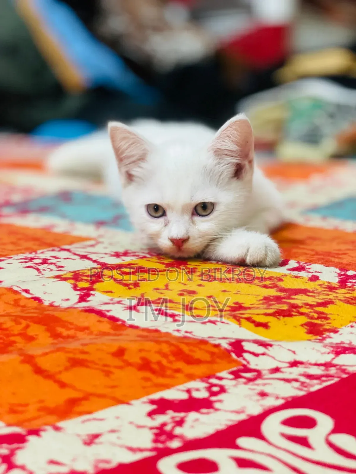 6-12 months Male Purebred Persian