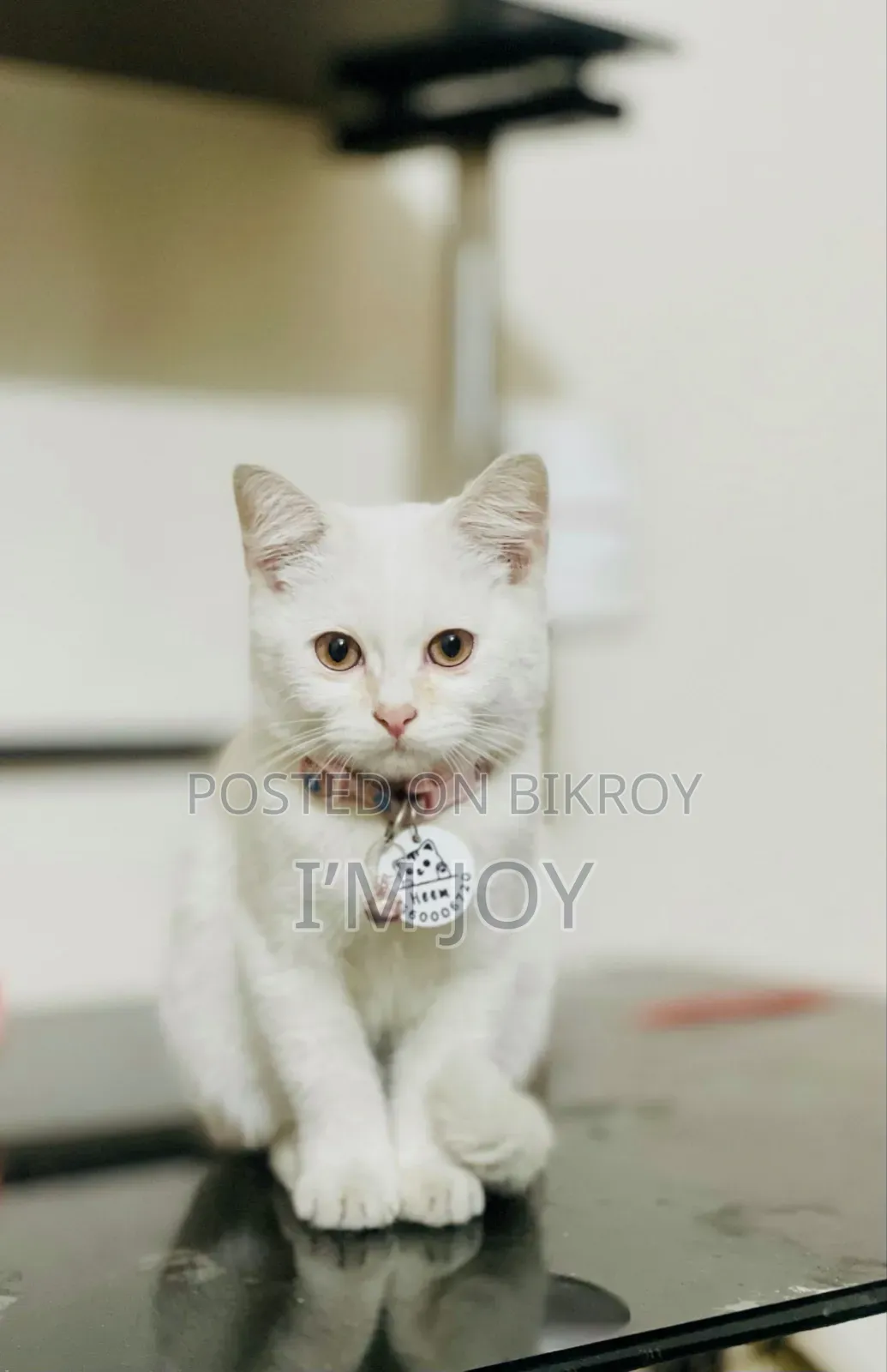 6-12 months Male Purebred Persian