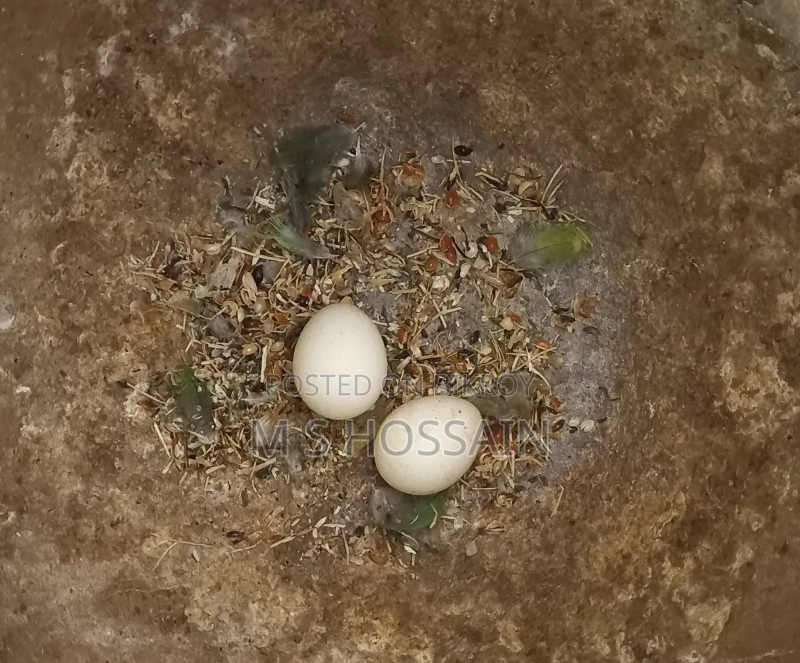 Lilian's Lovebird "Agapornis Lilianae" (Redhead) with eggs