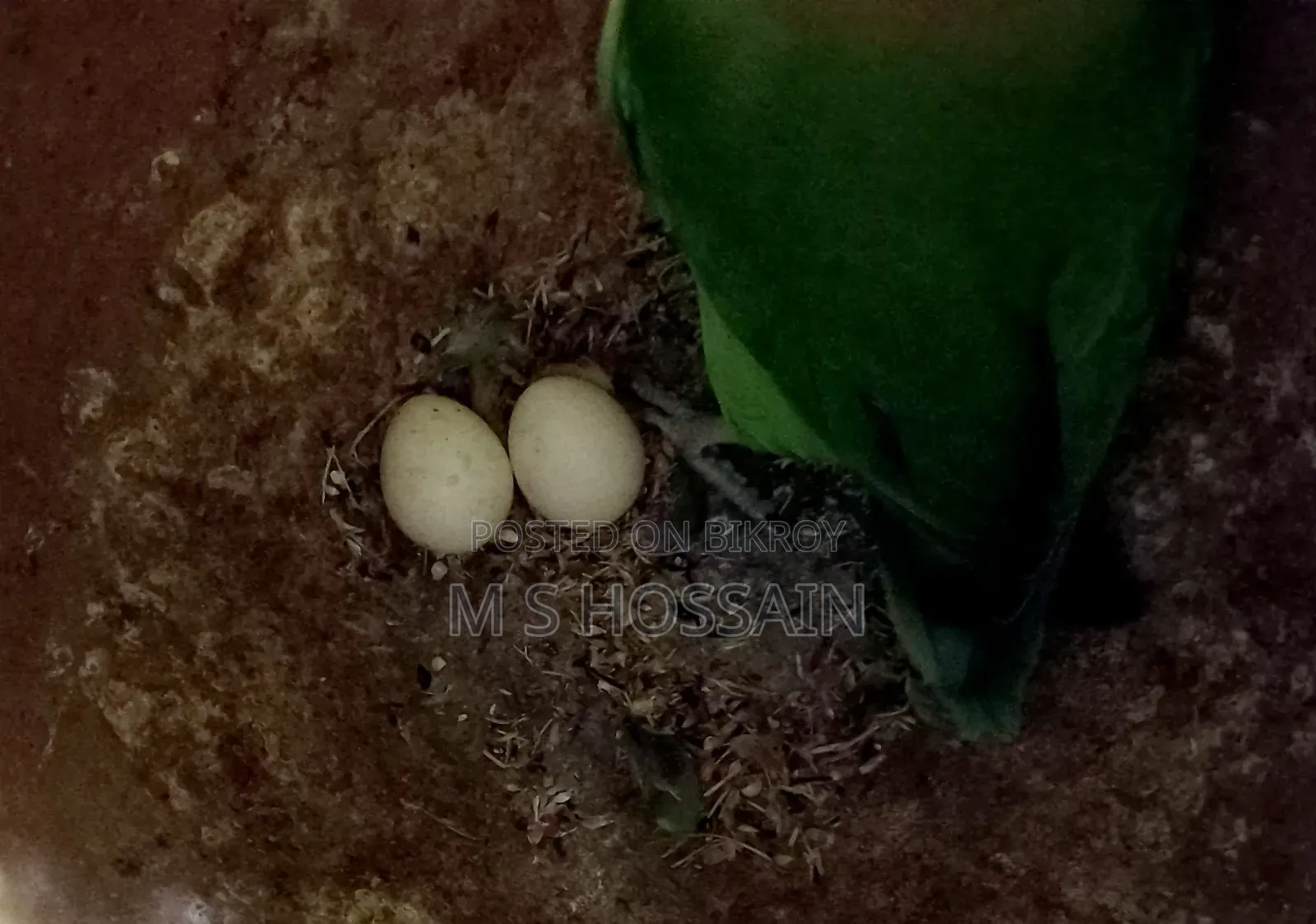 Lilian's Lovebird "Agapornis Lilianae" (Redhead) with eggs