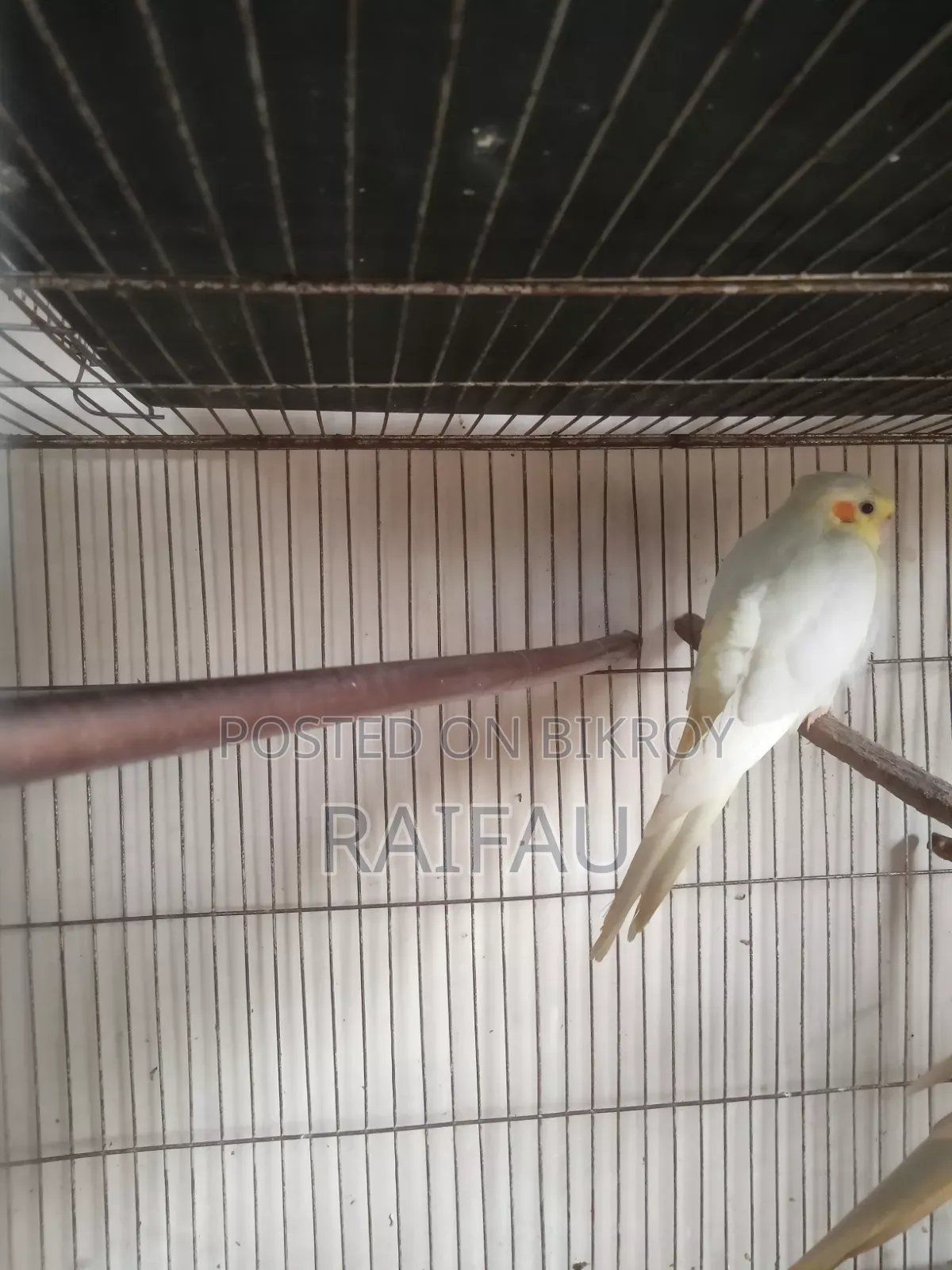 কোকাটেল পাখি