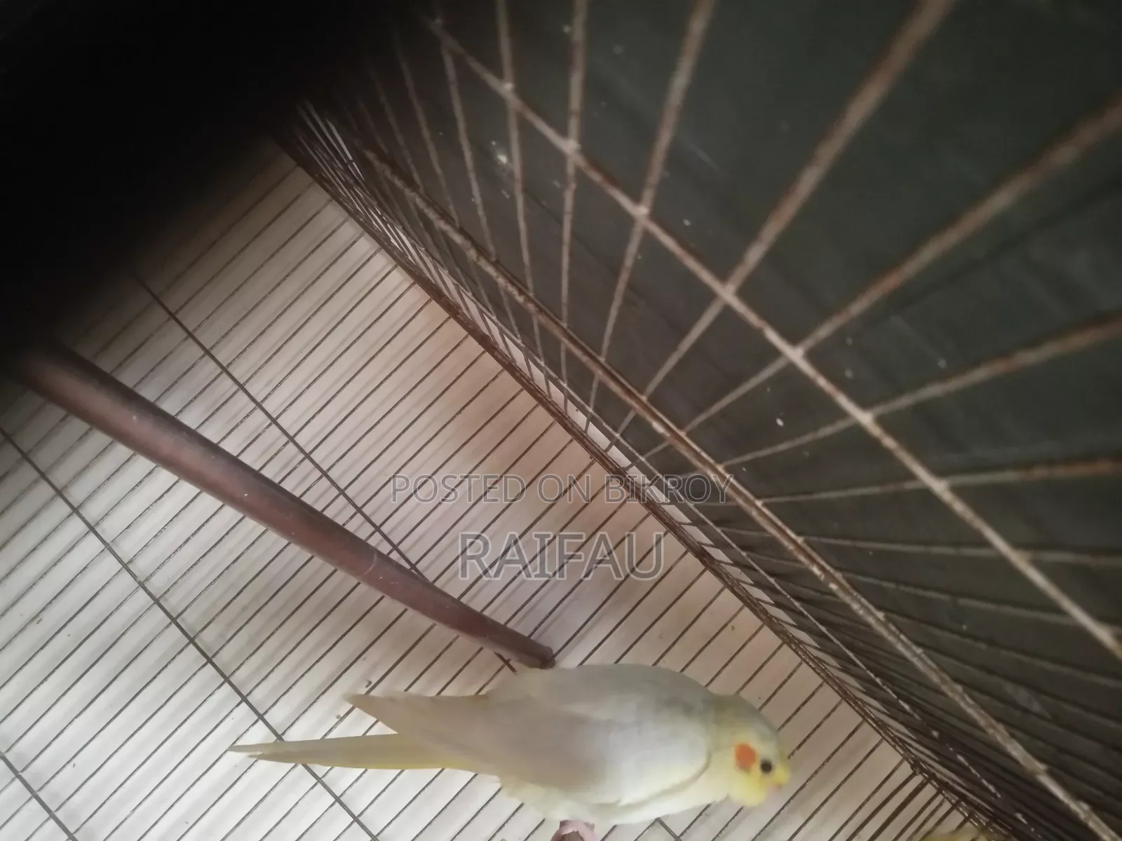 কোকাটেল পাখি