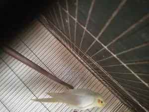 কোকাটেল পাখি
