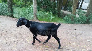 ছাগল বিক্রি করা হবে