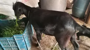 ছাগল বিক্রি করা হবে