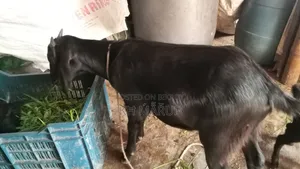 ছাগল বিক্রি করা হবে